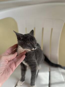 Rescue Domestic Short Hair Cats for Adoption in Columbia, South Carolina - Oakley | PetCurious