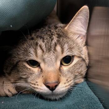 Hashbrown -  Domestic Short Hair Cat for Adoption in South Burlington, Vermont - Hashbrown | PetCurious