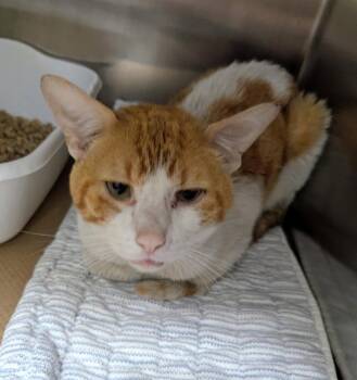 Hunky Hank (TAS -  Domestic Short Hair Cat for Adoption in Trenton, New Jersey - Hunky Hank (TAS | PetCurious