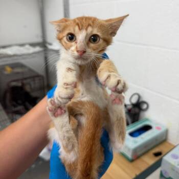 Mandarin -  Domestic Short Hair Cat for Adoption in Edinburg, Texas - Mandarin | PetCurious