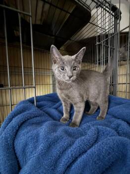 Muggle -  Domestic Short Hair Cat Available for Adoption in Carrollton, Virginia - Muggle | PetCurious