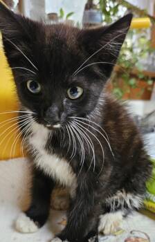 Pip -  Domestic Short Hair Cat for Adoption in Dyersburg, Tennessee - Pip | PetCurious