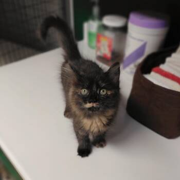 Skittles -  Domestic Medium Hair Cat for Adoption in Littleton, New Hampshire - Skittles | PetCurious