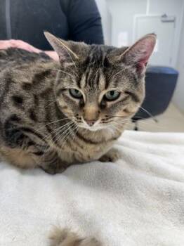 Domestic Short Hair Cats Available for Adoption in Lafayette, Indiana - Forte | PetCurious