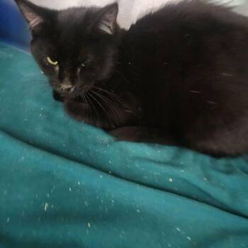 Sylvester -  Domestic Short Hair Cat for Adoption in Kingman, Arizona - Sylvester | PetCurious