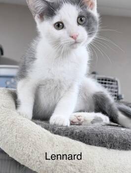 Domestic Short Hair Cats Available for Adoption in Sylacauga, Alabama - Lennard | PetCurious