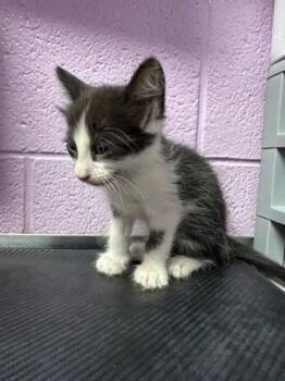 Domestic Long Hair Cats Available for Adoption in El Paso, Texas - Lycoris | PetCurious