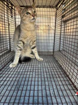Waxy Q-tip -  Domestic Short Hair Cat for Adoption in New Braunfels, Texas - Waxy Q-tip | PetCurious