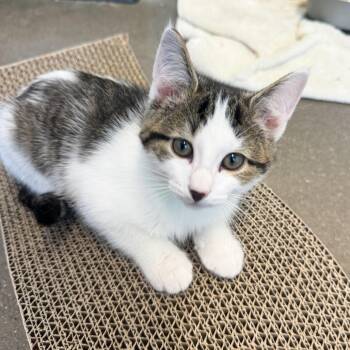 Thea -  Domestic Short Hair Cat for Adoption in Fort Wayne, Indiana - Thea | PetCurious