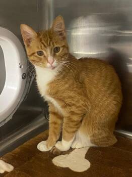 Domestic Short Hair Cats Available for Adoption - Rookie | PetCurious
