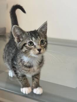 Sesame -  Tabby and Domestic Short Hair Cat for Adoption in Georgetown, Kentucky - Sesame | PetCurious