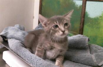 CUPCAKE -  Domestic Short Hair Cat for Adoption in Houston, Texas - CUPCAKE | PetCurious