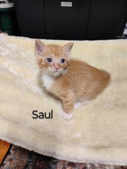 Rescue Domestic Short Hair Cats for Adoption in Oak Park, Michigan - Saul | PetCurious