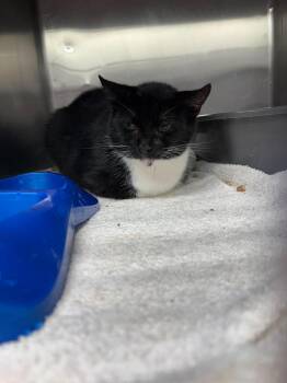 Unknown -  Domestic Short Hair Cat for Adoption in Burgaw, North Carolina - Unknown | PetCurious