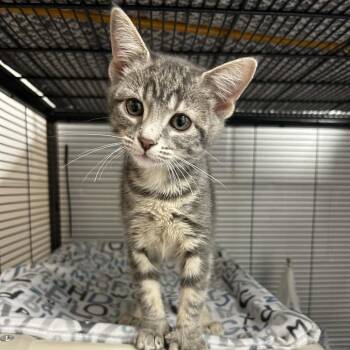 Domestic Short Hair Cats Available for Adoption in Hampton Bays, New York - Blossom | PetCurious