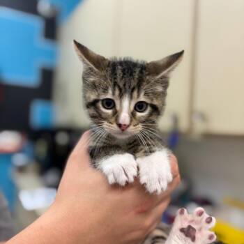 Hunter -  Domestic Short Hair Cat for Adoption in Ardmore, Oklahoma - Hunter | PetCurious
