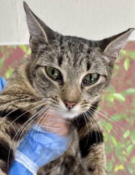 Magic -  Domestic Short Hair Cat for Adoption in San Antonio, Texas - Magic | PetCurious