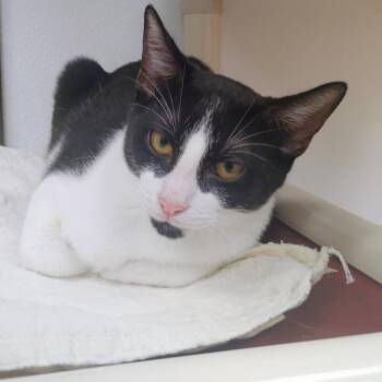 Rollei -  Domestic Short Hair Cat for Adoption in Corpus Christi, Texas - Rollei | PetCurious