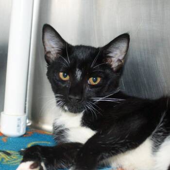 Carl -  Domestic Short Hair Cat for Adoption in West Palm Beach, Florida - Carl | PetCurious