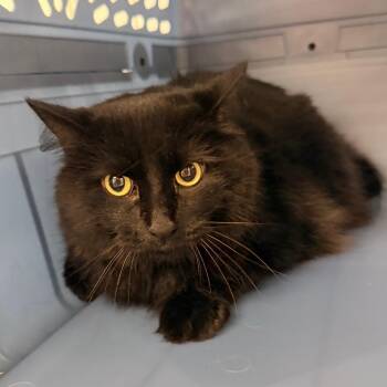 Kiwi -  Domestic Long Hair and Mixed Breed Cat for Adoption in Indianapolis, Indiana - Kiwi | PetCurious