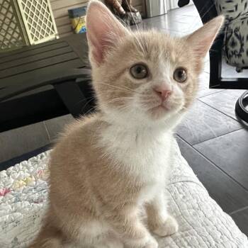 Domestic Short Hair Cats Available for Adoption in Madisonville, Tennessee - Benny | PetCurious