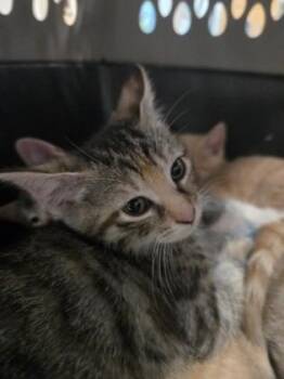 Ester -  Domestic Short Hair Cat Available for Adoption in Savannah, Georgia - Ester | PetCurious