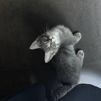 Snow -  Domestic Short Hair Cat for Adoption in Long Beach, California - Snow | PetCurious