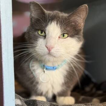 Domestic Short Hair Cats Available for Adoption - Carpe Diem | PetCurious