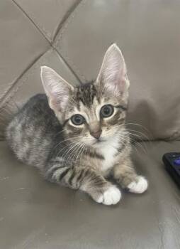 ASTRO -  Domestic Short Hair Cat for Adoption in Fort Myers, Florida - ASTRO | PetCurious