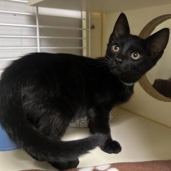 Heavy Cream -  Domestic Short Hair Cat for Adoption - Heavy Cream | PetCurious