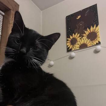 Cleo -  Domestic Short Hair Cat for Adoption in Chicago, Illinois - Cleo | PetCurious