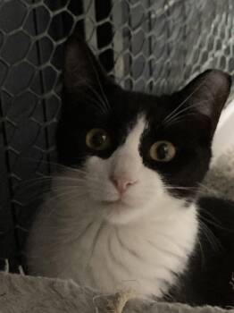 Masque Burgess -  Domestic Short Hair Cat for Adoption in Oviedo, Florida - Masque Burgess | PetCurious