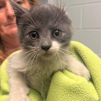 Small Block -  Domestic Short Hair Cat for Adoption in Chattanooga, Tennessee - Small Block | PetCurious