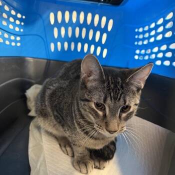 Linus -  Domestic Short Hair Cat for Adoption in New York, New York - Linus | PetCurious