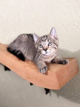 Mackenzie - affectionate cuddly little baby girl -  Tabby Cat for Adoption in Neenah, Wisconsin - Mackenzie - Affectionate Cuddly Little Baby Girl | PetCurious