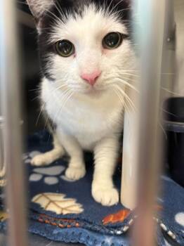 Domestic Short Hair Cats Available for Adoption in Bowling Green, Ohio - Iceman | PetCurious