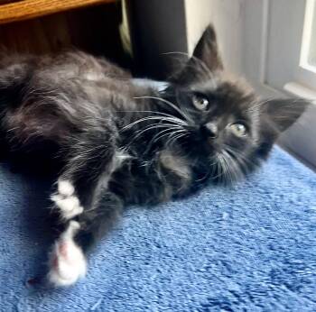 MOCHA -  Domestic Short Hair Cat for Adoption in Orlando, Florida - MOCHA | PetCurious