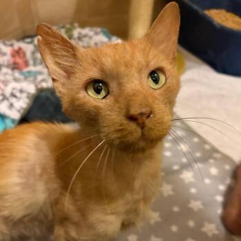Domestic Short Hair Cats Available for Adoption in Lutz, Florida - Graham | PetCurious