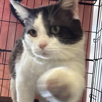 Ted Scratch -  Domestic Short Hair Cat for Adoption in Webster, Texas - Ted Scratch | PetCurious