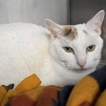 Domestic Short Hair Cats Available for Adoption - Goose | PetCurious