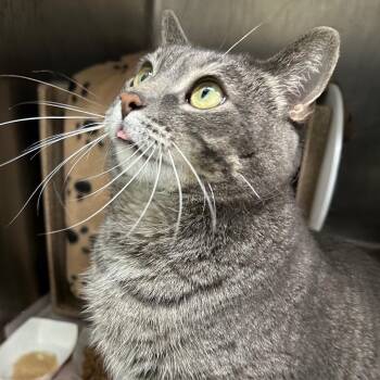 Pepper -  Domestic Short Hair Cat for Adoption in Chicago, Illinois - Pepper | PetCurious