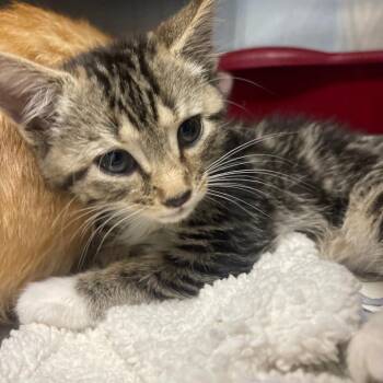 Domestic Short Hair Cats Available for Adoption in Valley, Alabama - Gizmo | PetCurious