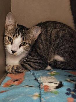 ELBERT -  Domestic Short Hair Cat for Adoption in Clyde, North Carolina - ELBERT | PetCurious