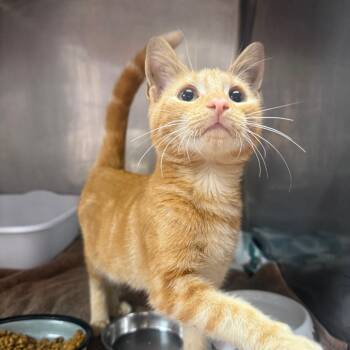 Petey -  Domestic Short Hair Cat for Adoption in Sunrise, Florida - Petey | PetCurious