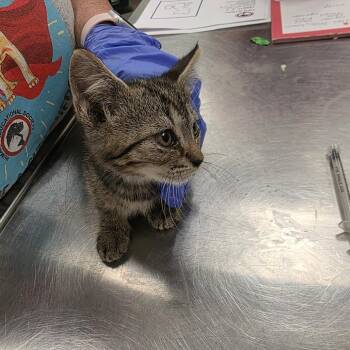 Bashful (purple collar) -  Domestic Short Hair Cat for Adoption in Chattanooga, Tennessee - Bashful (purple Collar) | PetCurious