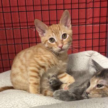 Kuin -  Domestic Short Hair Cat for Adoption in Los Angeles, California - Kuin | PetCurious