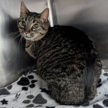 Miracle -  Domestic Short Hair Cat for Adoption in Evansville, Indiana - Miracle | PetCurious