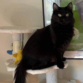 Hope -  Domestic Long Hair Cat for Adoption in Gladstone, Oregon - Hope | PetCurious