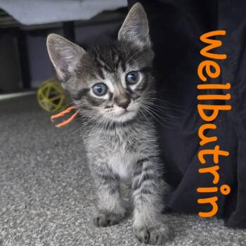 Wellbutrin -  Domestic Short Hair Cat for Adoption in Lafayette, Colorado - Wellbutrin | PetCurious