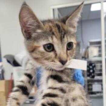 Lily Purrlanger -  Domestic Short Hair Cat for Adoption in Westminster, California - Lily Purrlanger | PetCurious